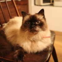 Piezoluminescence, Tamuraryo, mippopotamus