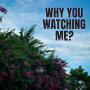 Mizx Phonk「Why You Watching Me?」