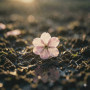 桜泥 (SAKURA-DORO)
