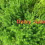 Daisy Julie