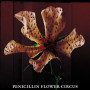 PENICILLIN「FLOWER CIRCUS」