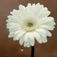 花は咲くプロジェクト