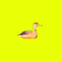 カモかもね