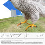 ハヤブサ