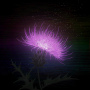 azami